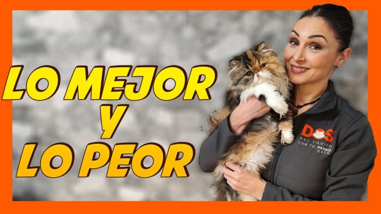 Educaci&oacute;n Canina y Felina: Claves para un Hogar Armonioso