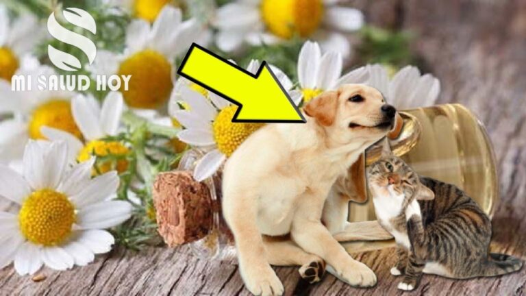 S&iacute;ntomas Urgentes de Par&aacute;sitos en Mascotas