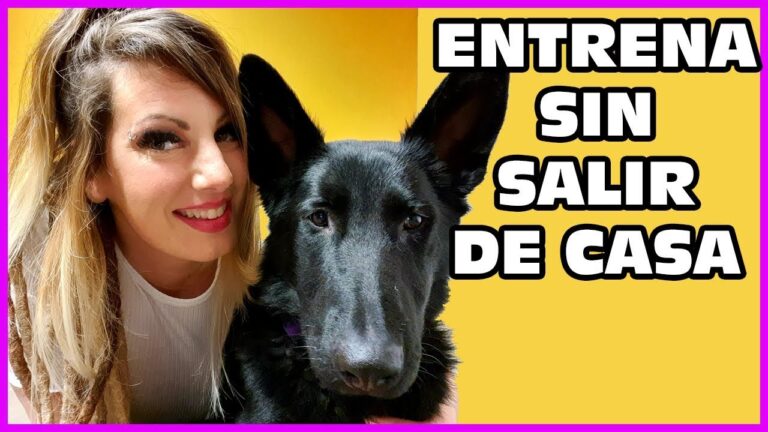 Entrenamiento Efectivo de tu Perro en Casa