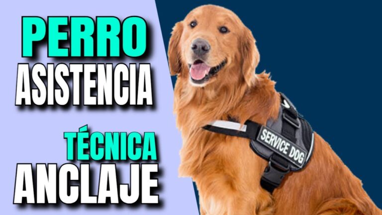 Adiestramiento Positivo Asistido por Veterinario