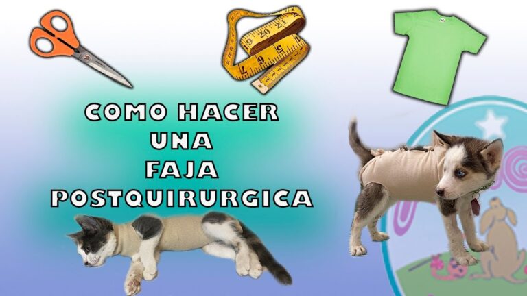 Gu&iacute;a de Recuperaci&oacute;n Postoperatoria para Animales con Hernias