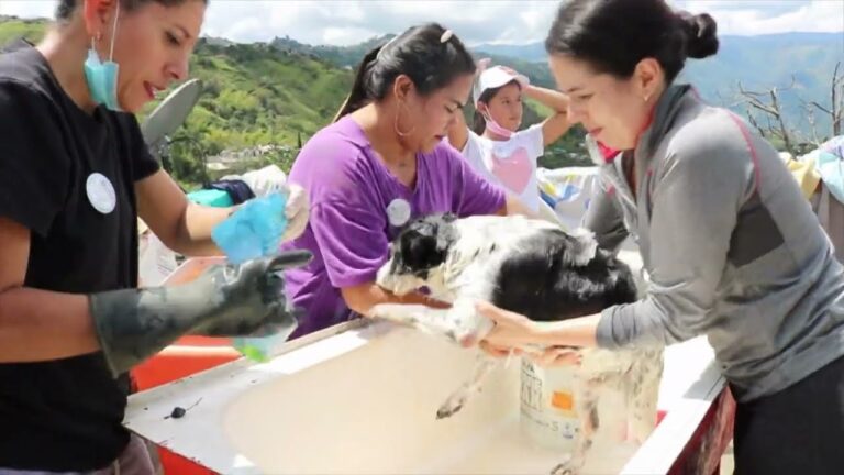 Apoyo Veterinario para Animales Desamparados: Una Necesidad Urgente