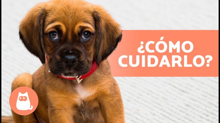 Consejos para Respetar el Espacio y Tiempo de tu Mascota Adoptada