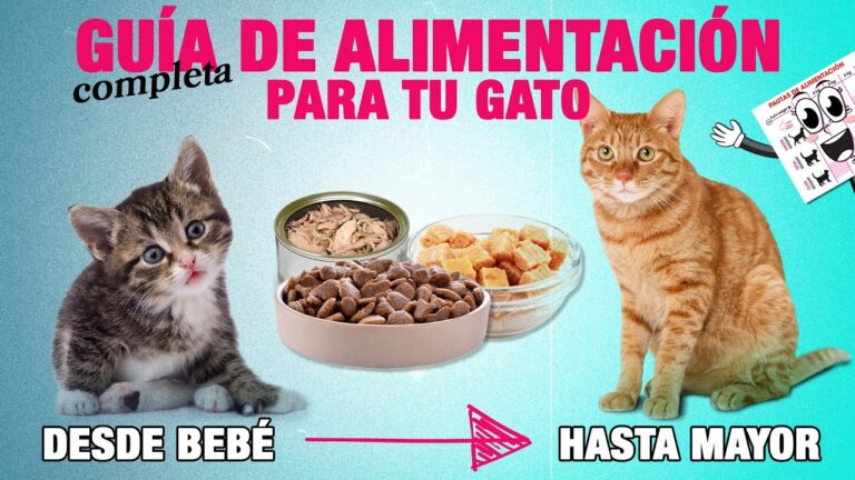 Gu&iacute;a Esencial de Planes de Alimentaci&oacute;n para Felinos
