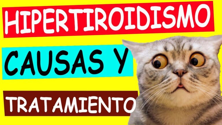 Prevenci&oacute;n del Hipertiroidismo en Gatos: Claves para el Cuidado Felineo