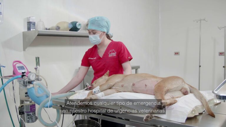 Importancia de Profesionales Capacitados en Emergencias Veterinarias para Mascotas