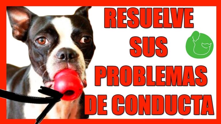 Adiestramiento Positivo a Trav&eacute;s de Juegos Educativos