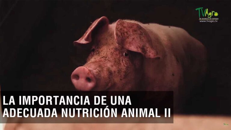La importancia de la nutrición animal en mascotas