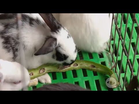 La Jaula y su Impacto en el Bienestar de los Conejos