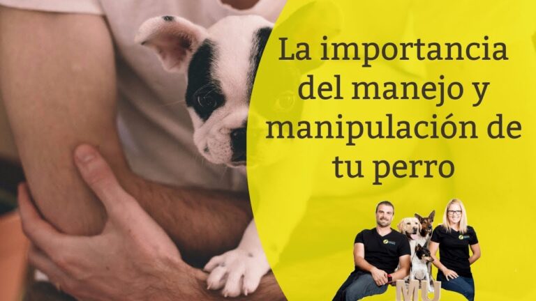 La importancia de la higiene en el adiestramiento de mascotas