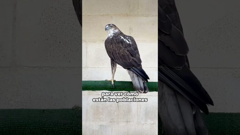 La importancia del seguimiento veterinario en la cr&iacute;a de animales