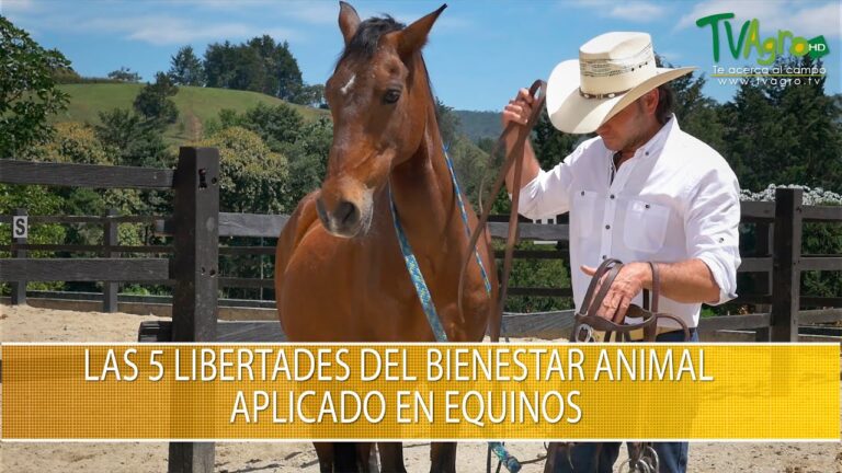 Compromiso &Eacute;tico: Promoviendo el Bienestar Animal