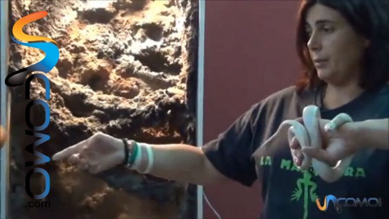 Consejos Esenciales para el Cuidado de Reptiles como Mascotas