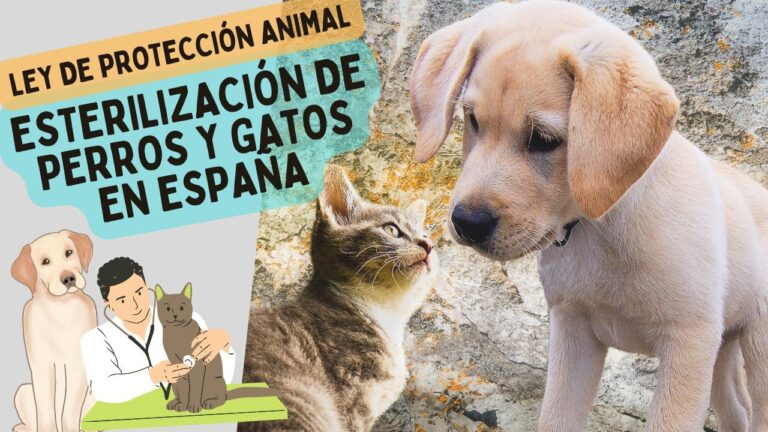 Esterilizaci&oacute;n Obligatoria y Derechos de los Animales: Un Enfoque Necesario