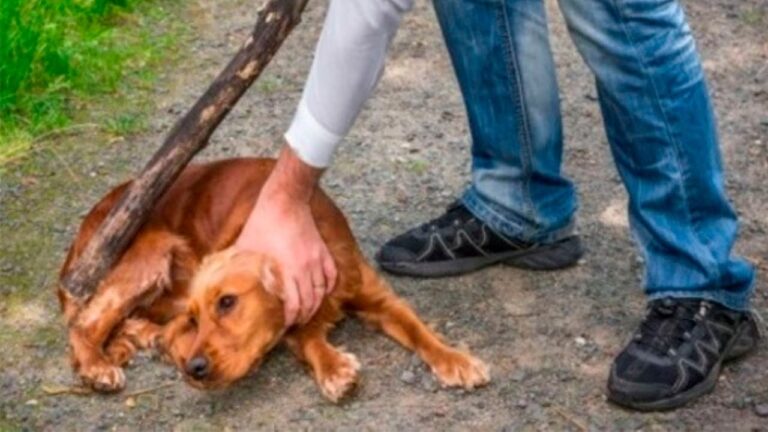 Legislaci&oacute;n Animal: Promoviendo el Respeto por los Seres Vivos
