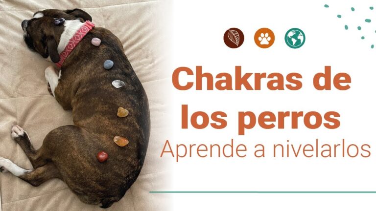 Equilibrio Energ&eacute;tico en Terapia con Piedras para Mascotas