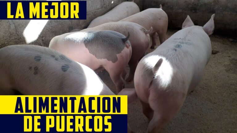 Nutrici&oacute;n Efectiva para la Crianza de Cerdos de Granja
