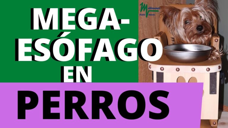 Prevenci&oacute;n Efectiva de Problemas Digestivos en Equinos