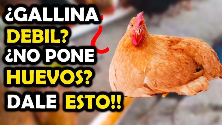 Beneficios del Corte de Plumas en el Aseo de Mascotas