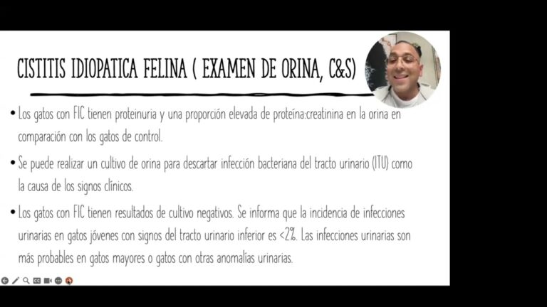 Innovaciones en Tratamientos Veterinarios para Equinos