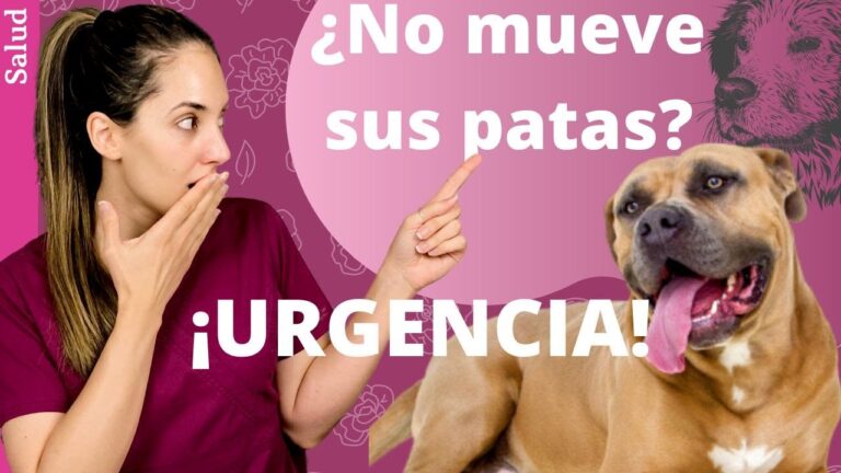 Prevención de Daños al Cortar las Uñas de tu Mascota