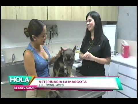 Visitas Veterinarias Regulares: Clave para Prevenir Enfermedades