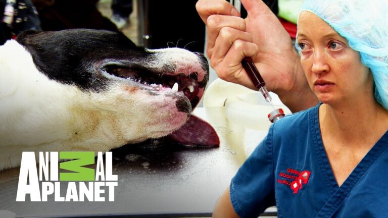 Emergencias Veterinarias: Manejo de la Fiebre en Mascotas