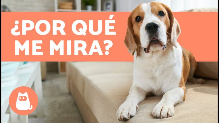 Beneficios de la Identificación Permanente de Mascotas