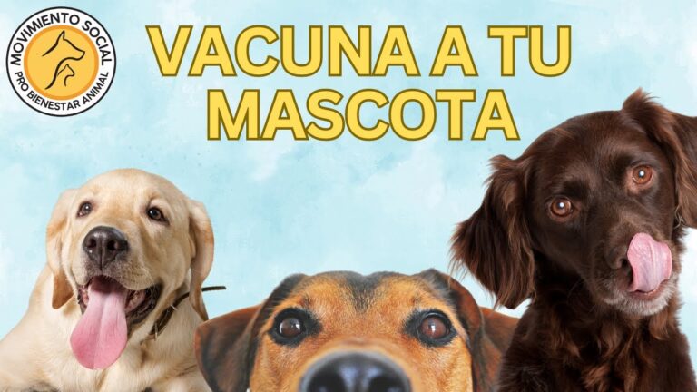 Importancia de Mantener la Vacunaci&oacute;n de Mascotas al D&iacute;a