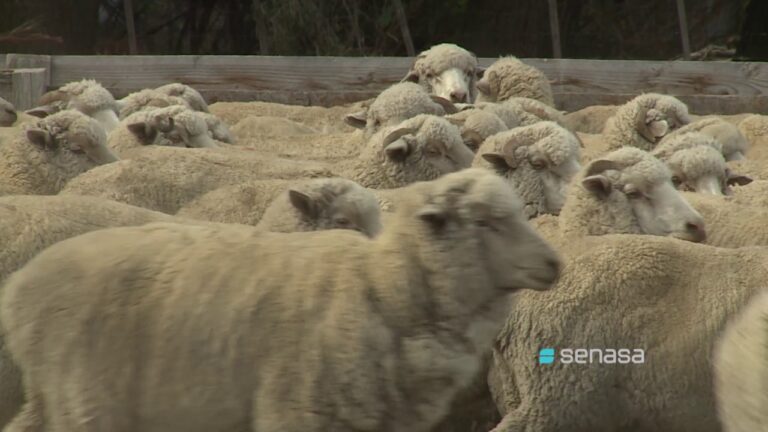 Estrategias Efectivas para la Prevenci&oacute;n de Enfermedades en Ovejas