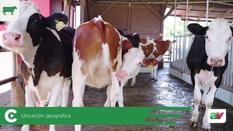 Guía Práctica para el Protocolo de Desparasitación en Animales