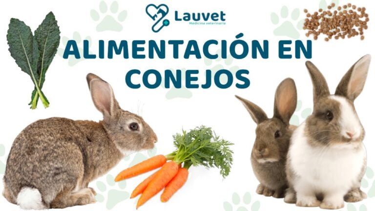 Desmitificando los mitos sobre los conejos como peque&ntilde;os mam&iacute;feros