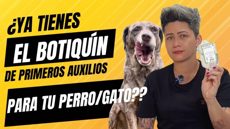 Cuidado Especializado para Mascotas en Emergencias