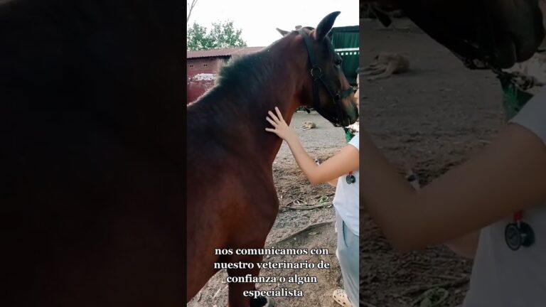 Atenci&oacute;n M&eacute;dica Inmediata para Caballos y Equinos: Claves y Beneficios