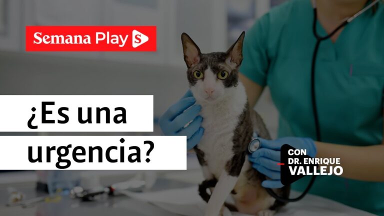 Atenci&oacute;n Veterinaria Urgente para Mascotas con Fiebre