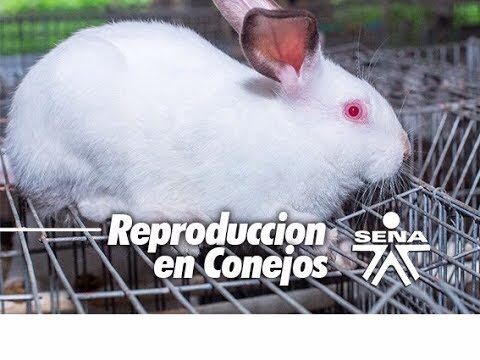 Conejos: Entendiendo su Ciclo Reproductivo