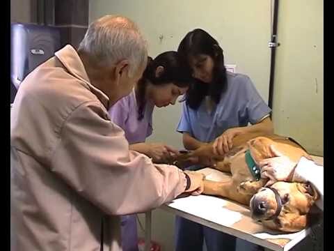 Importancia de la Veterinaria Rural en la Prevenci&oacute;n de Zoonosis