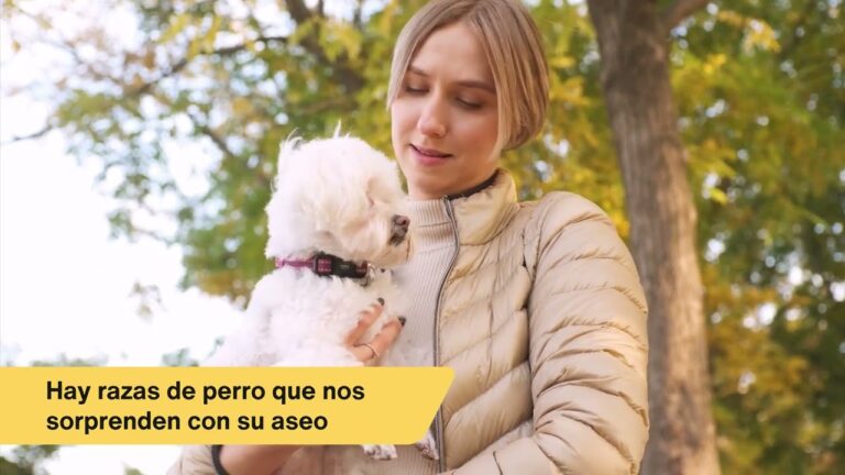 Vacunas Esenciales para el Cuidado de H&aacute;msters