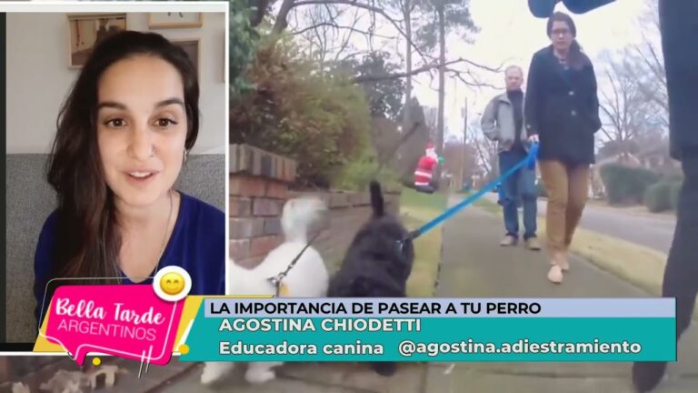 La importancia del bienestar veterinario en el adiestramiento animal