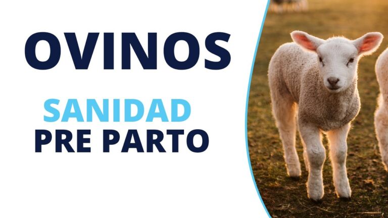 Optimizaci&oacute;n del Proceso de Vacunaci&oacute;n en Ovejas