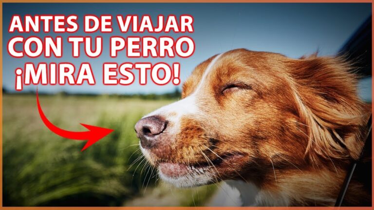 Productos Esenciales para el Transporte y Bienestar de Mascotas