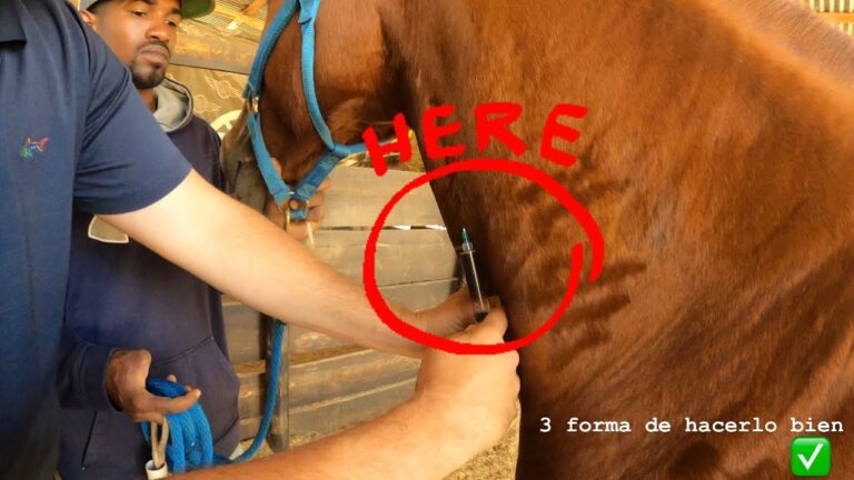 Farmacología Equina: Medicamentos y Tratamientos Esenciales