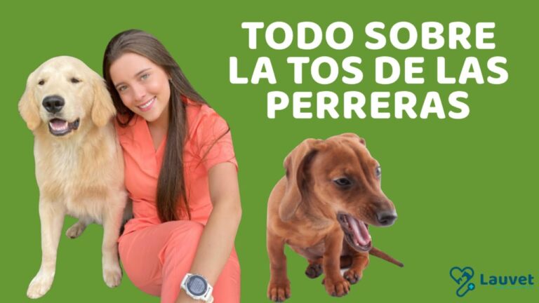 Vacunas Esenciales para Prevenir la Tos de las Perreras en Perros