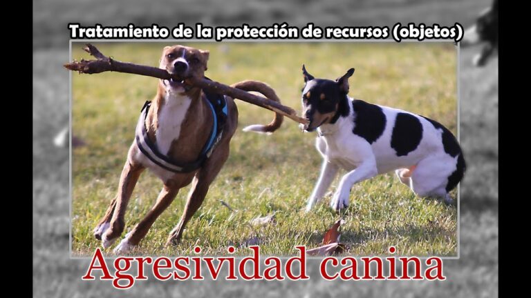 Estrategias Efectivas para Resolver Problemas de Adiestramiento