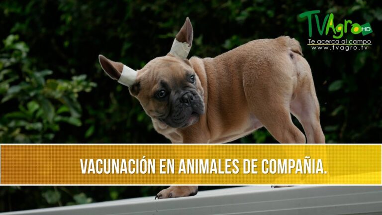 Vacunaci&oacute;n Preventiva de Mascotas Contra el COVID-19