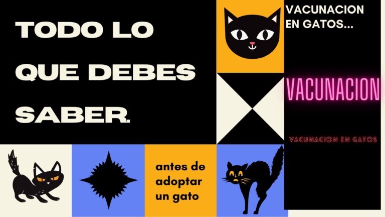 Protege a tu felino con la vacunaci&oacute;n adecuada