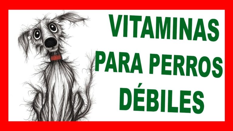Equilibrio Ideal: Medicamentos y Suplementos para Mascotas