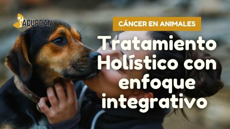 Mejora del Bienestar Canino a trav&eacute;s de Terapias Alternativas