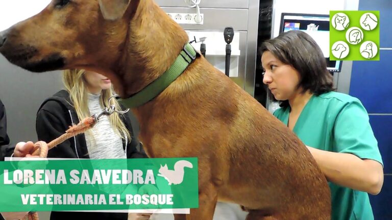 Cuidados Veterinarios Esenciales para Equinos en Rehabilitaci&oacute;n