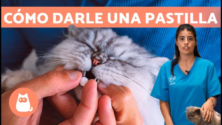 Consejos Esenciales sobre Medicamentos Veterinarios para Gatos